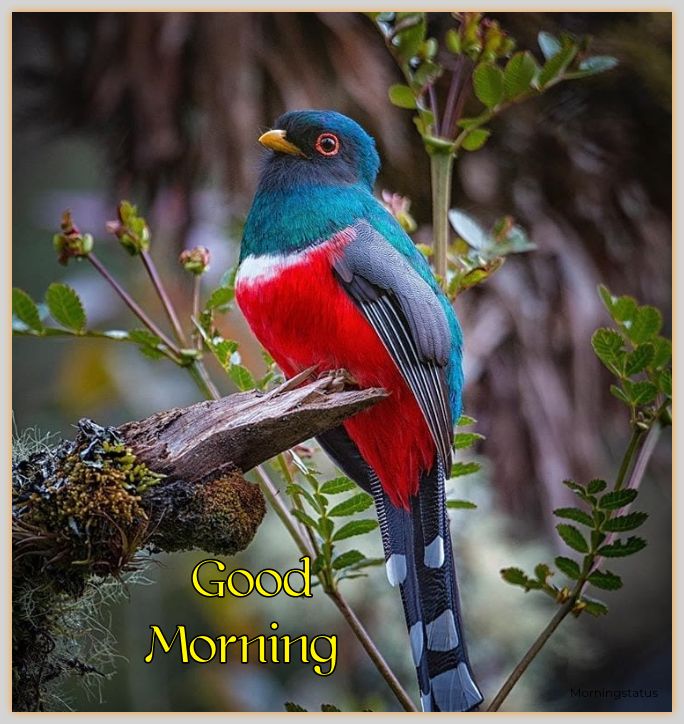  good morning birds images