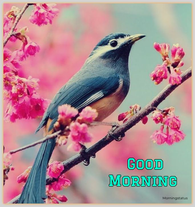  good morning birds images