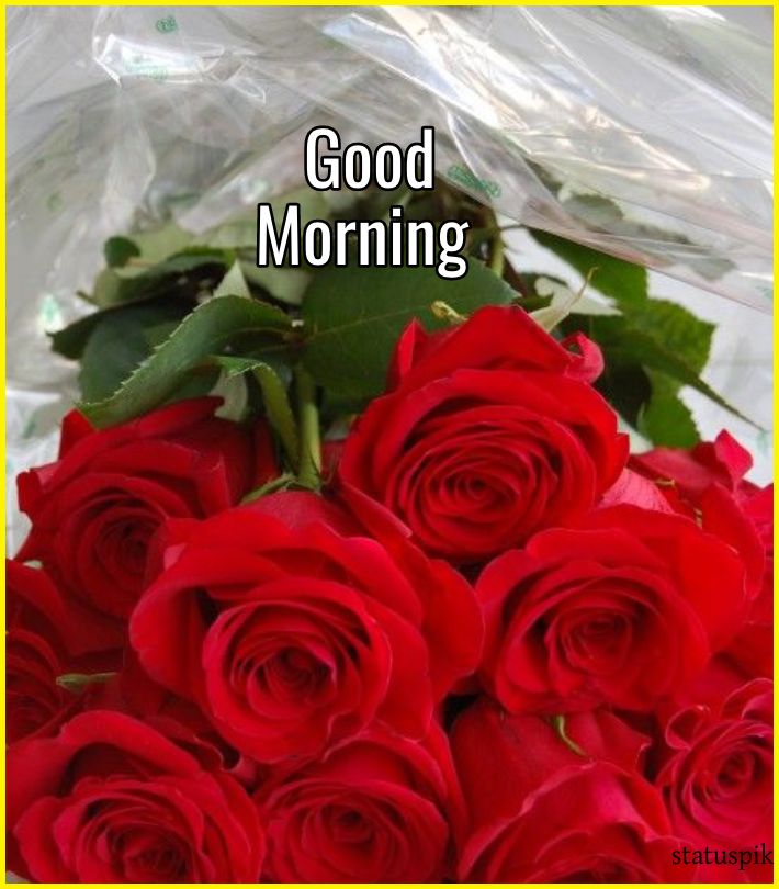 good morning red rose