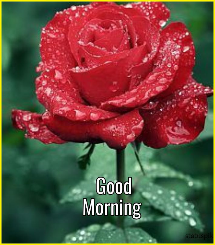 good morning red rose