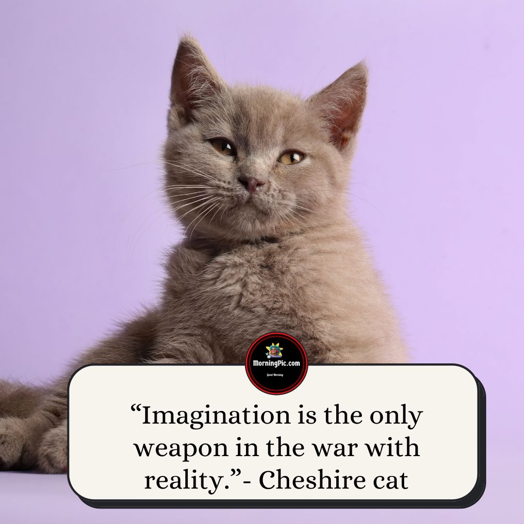 Cheshire cat quotes