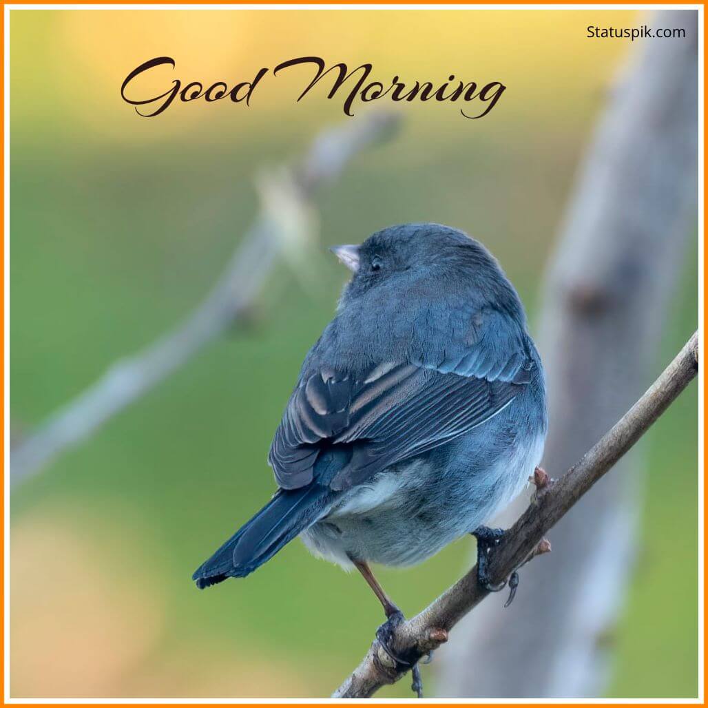 Good Morning Birds Images