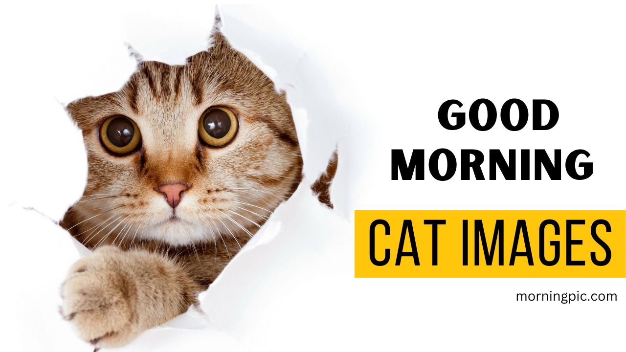 110+ Good Morning Cat Images That Will Steal Your Heart