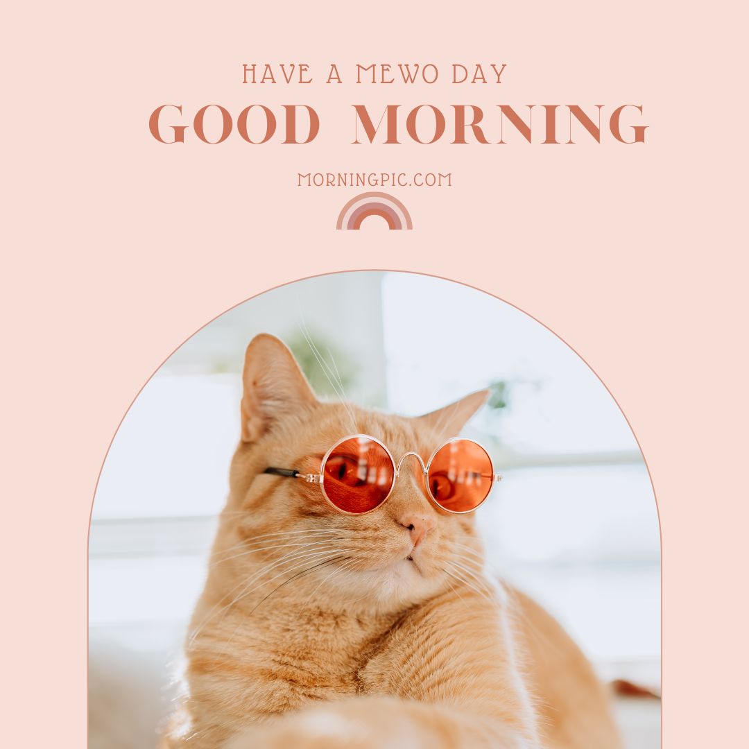100+ Best Good Morning Cat Images And Kitty Good Morning In 2023 - Morning  Pic