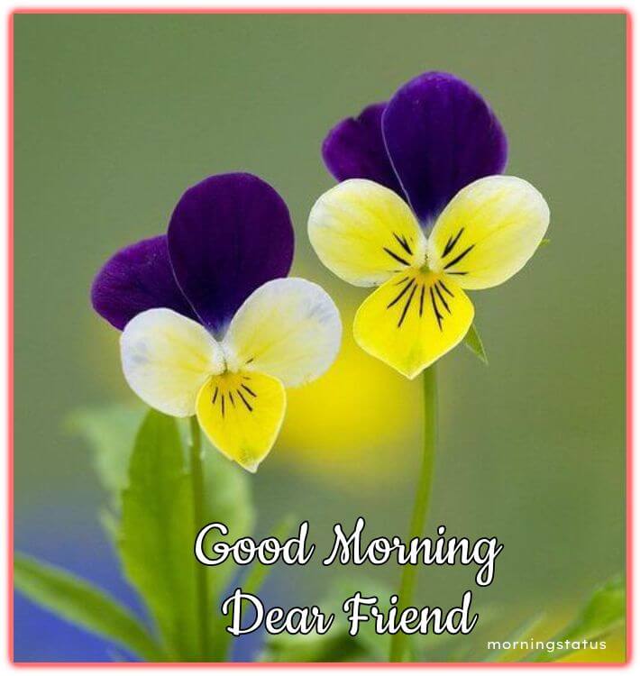 Good Morning Dear friend 