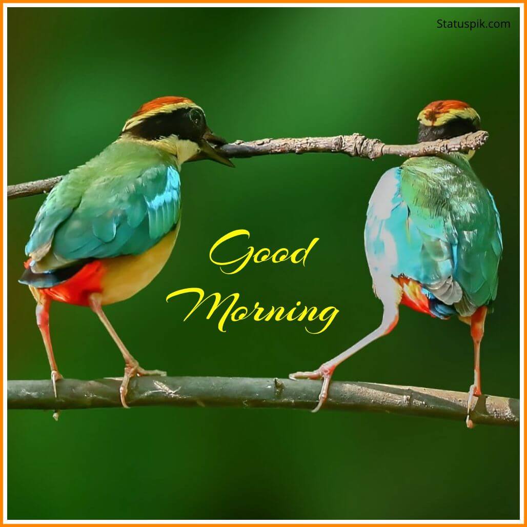Good Morning Images Birds