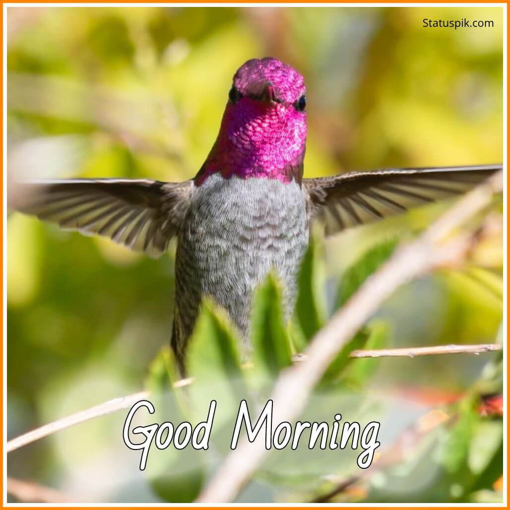 Good Morning Images with Birds