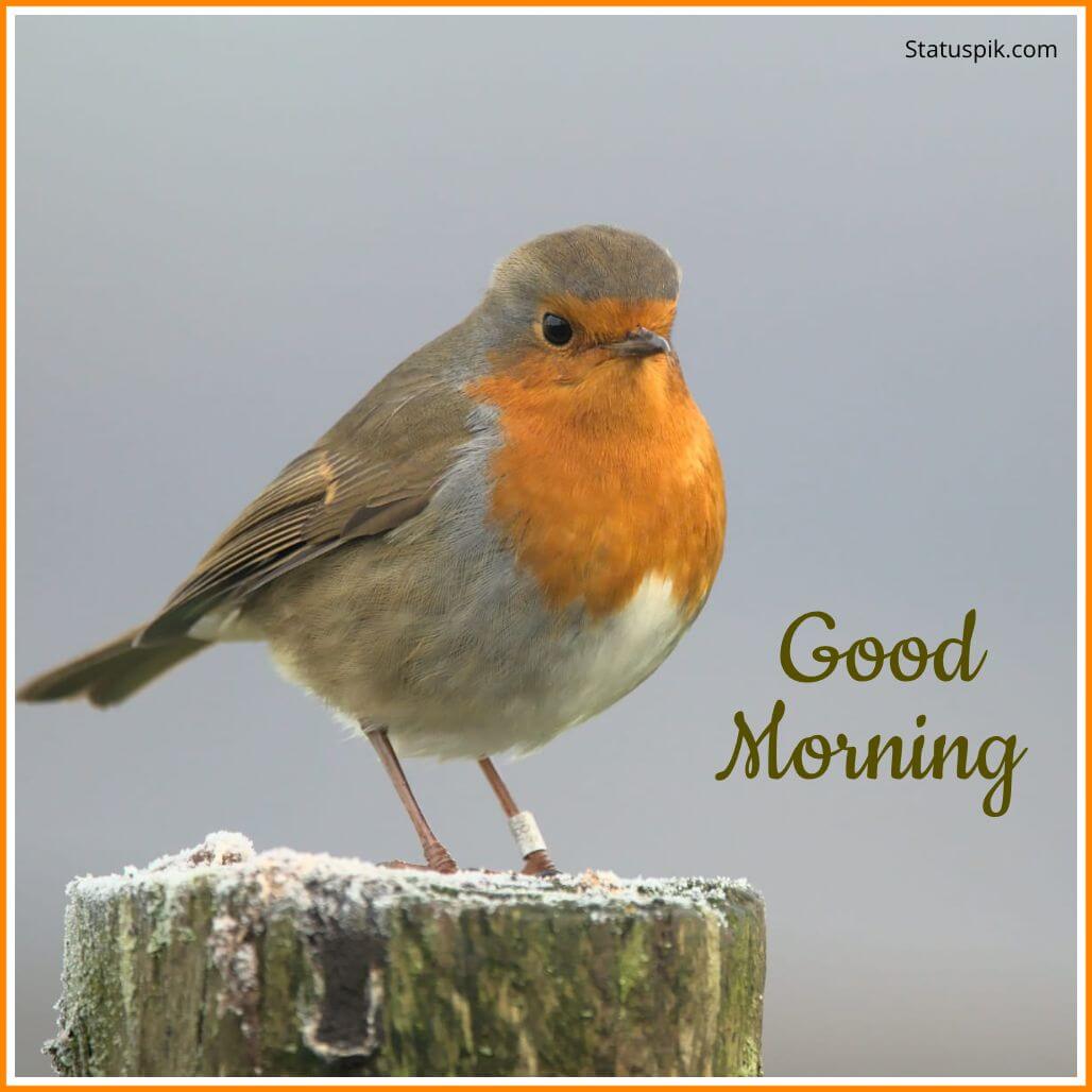 Good Morning Images with Birds