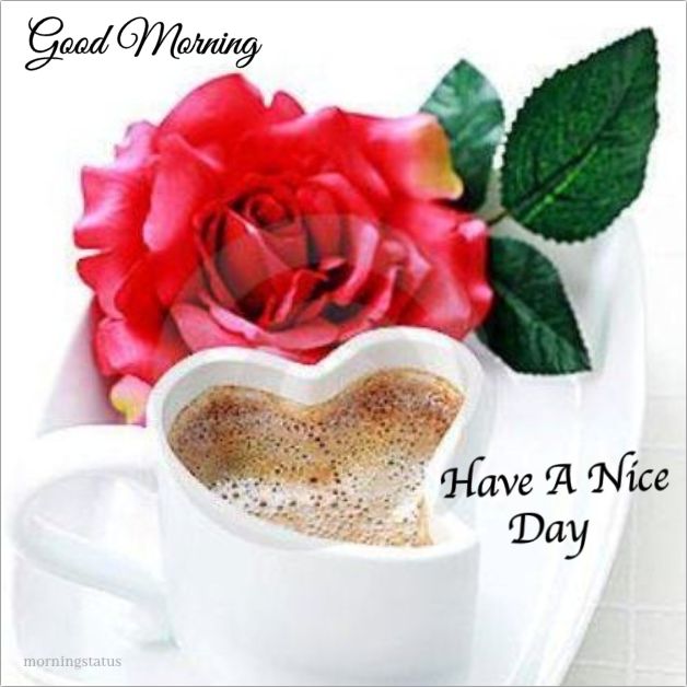 good morning and have a nice day