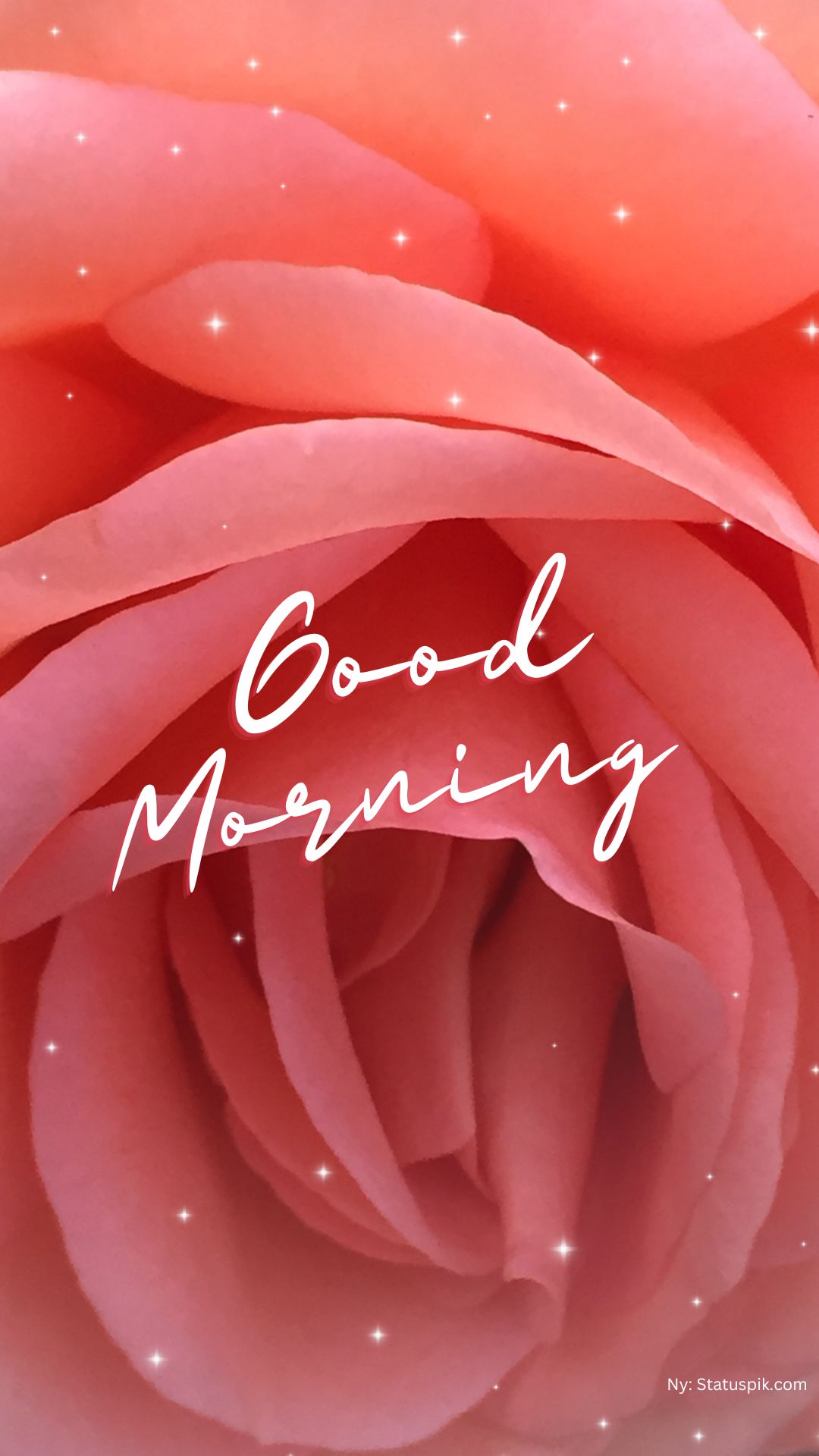 Good Morning Red Rose