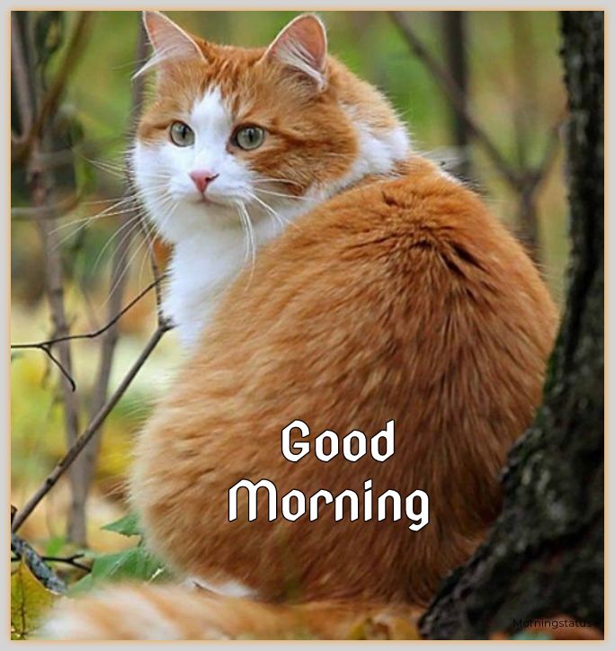 Good morning cat images
