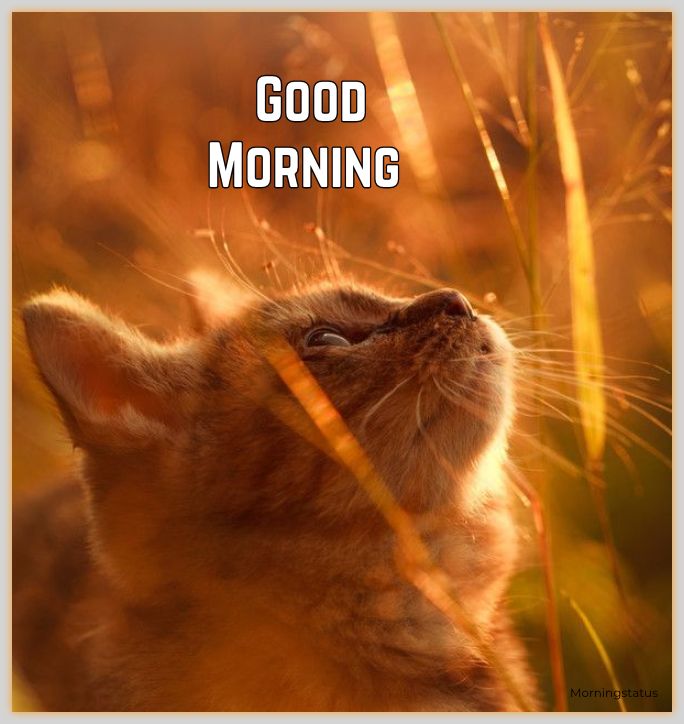 Good morning cat images