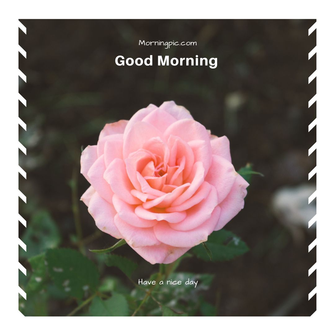 good morning hd flowers