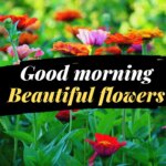 Good morning with Beautiful flowers