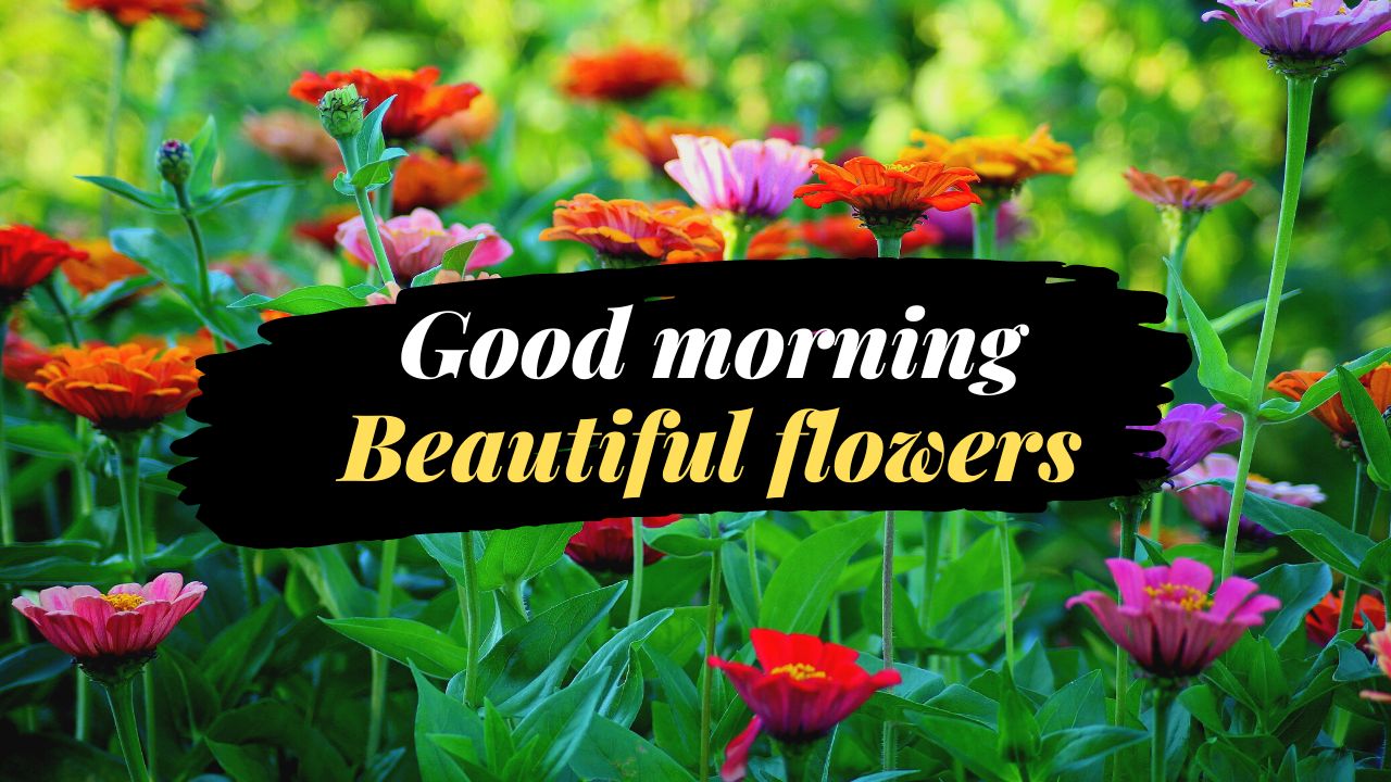 Good morning with Beautiful flowers