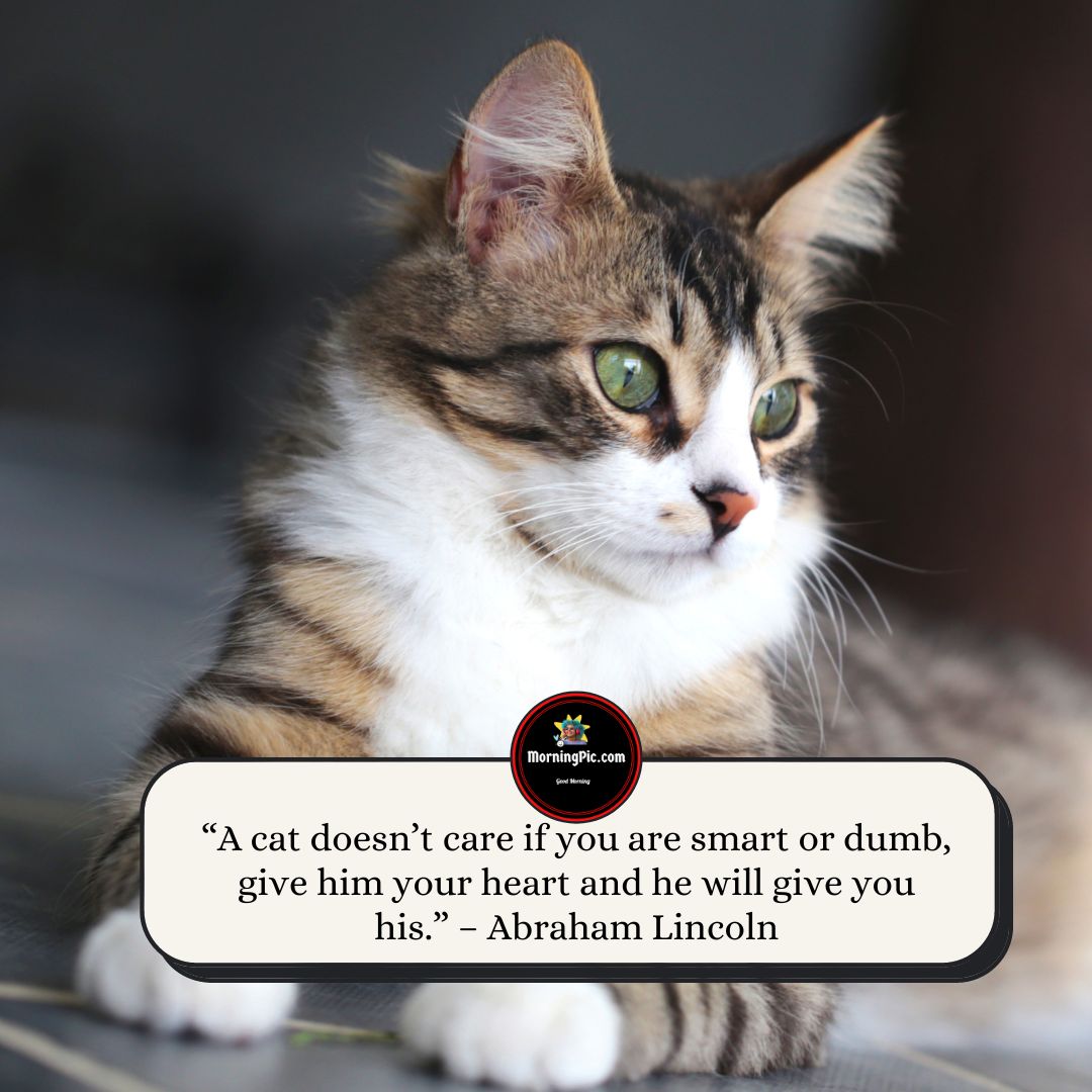 Inspirational Cat Quotes