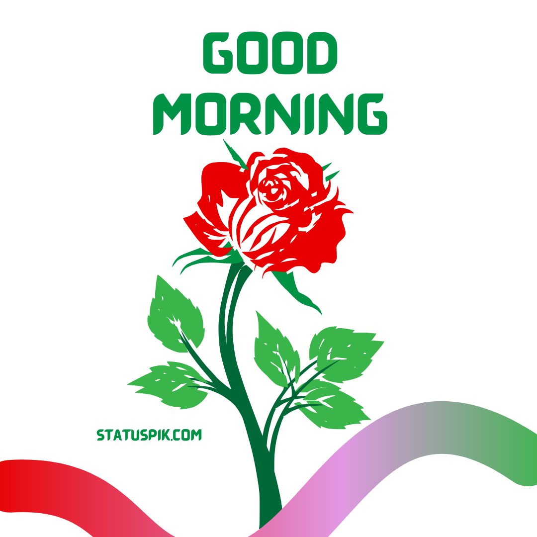 Rose Good Morning