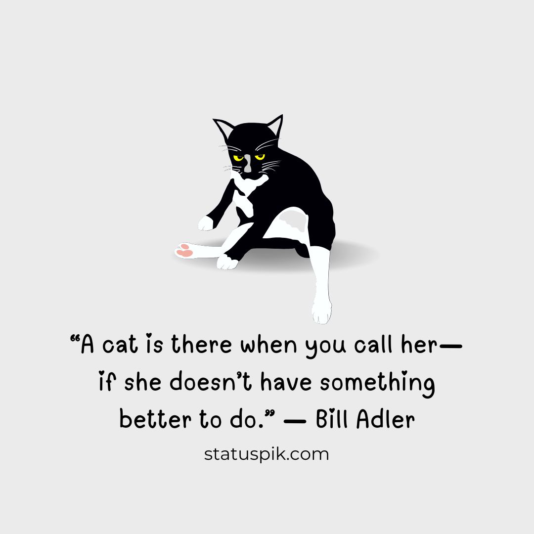 best cat quotes