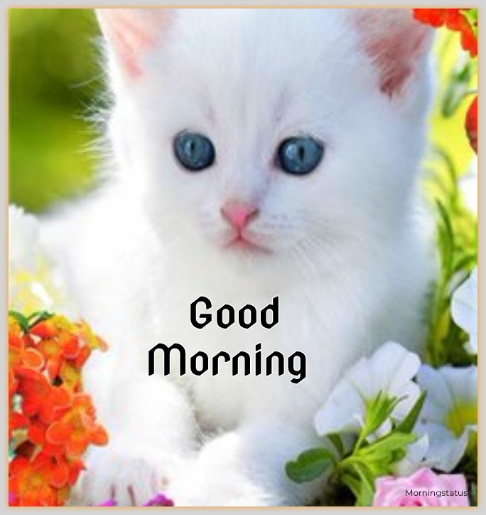 cat good morning images