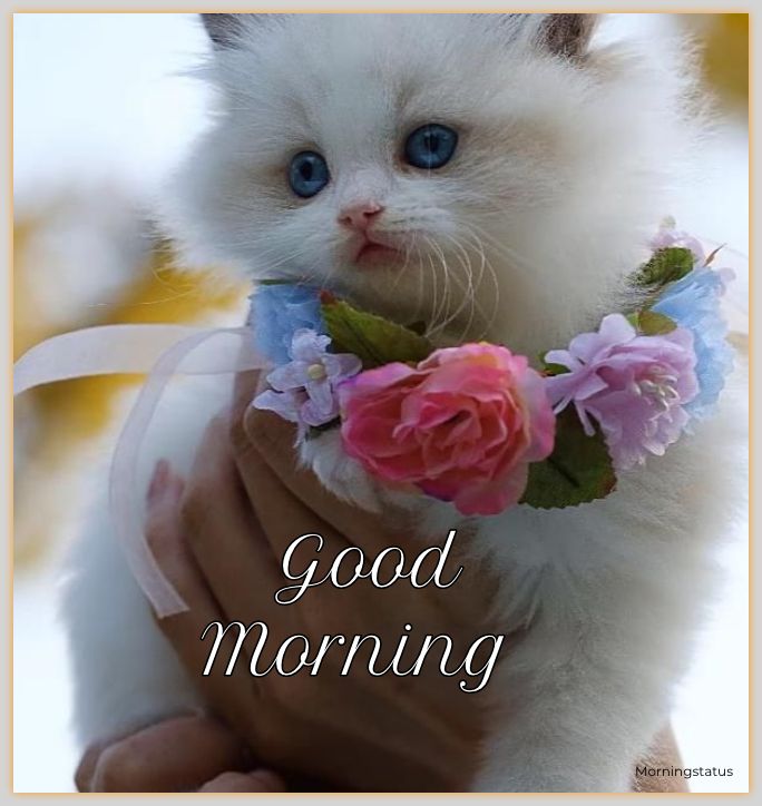 cat good morning images
