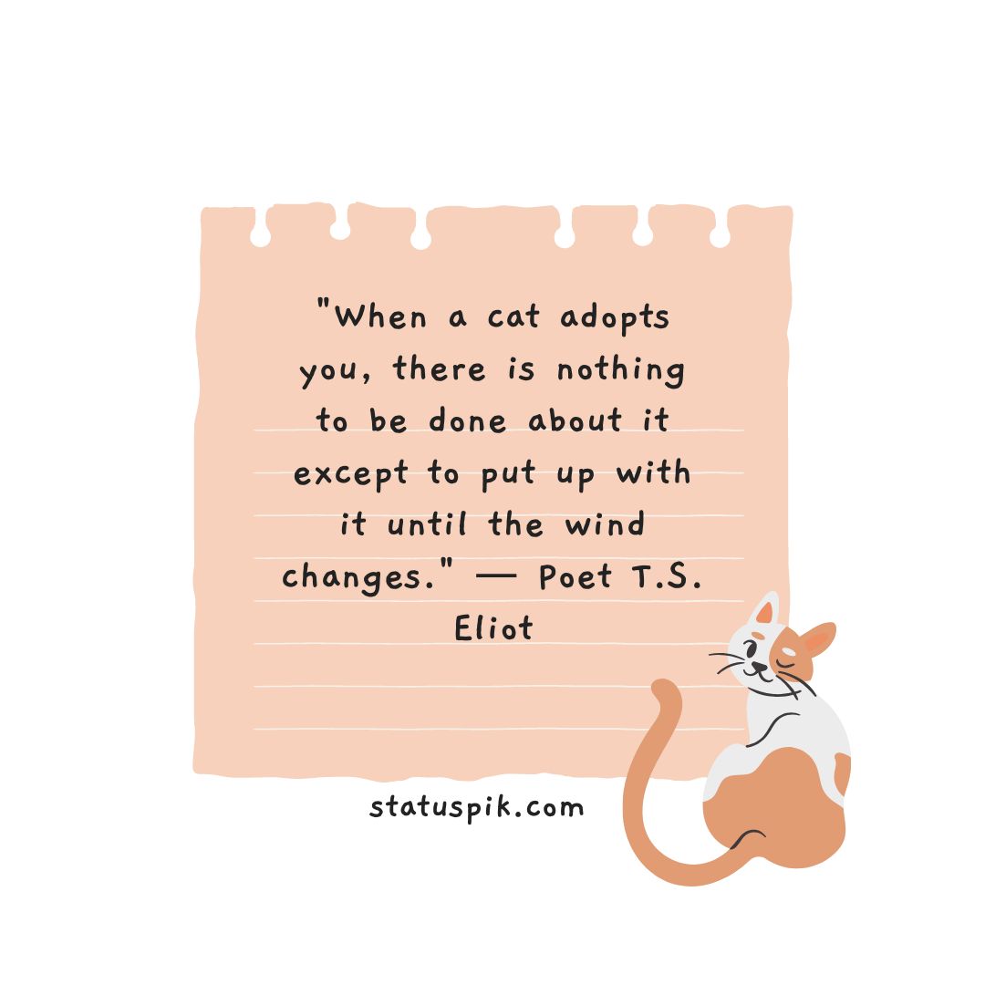 Cat quotes inspirational