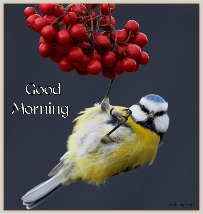 good morning images birds
