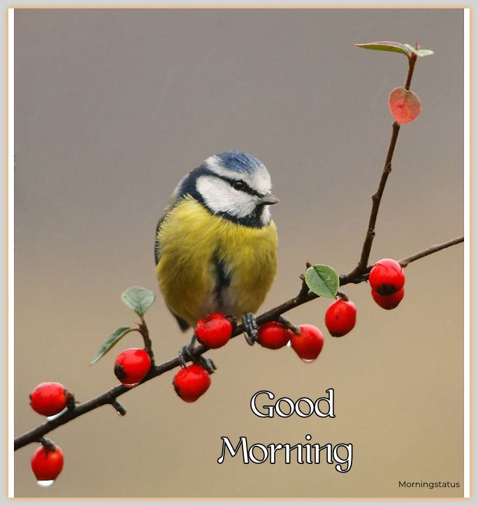  good morning images birds