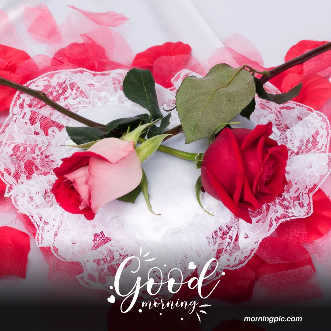 220+ Good Morning Images With Rose Flowers To Spread Happiness