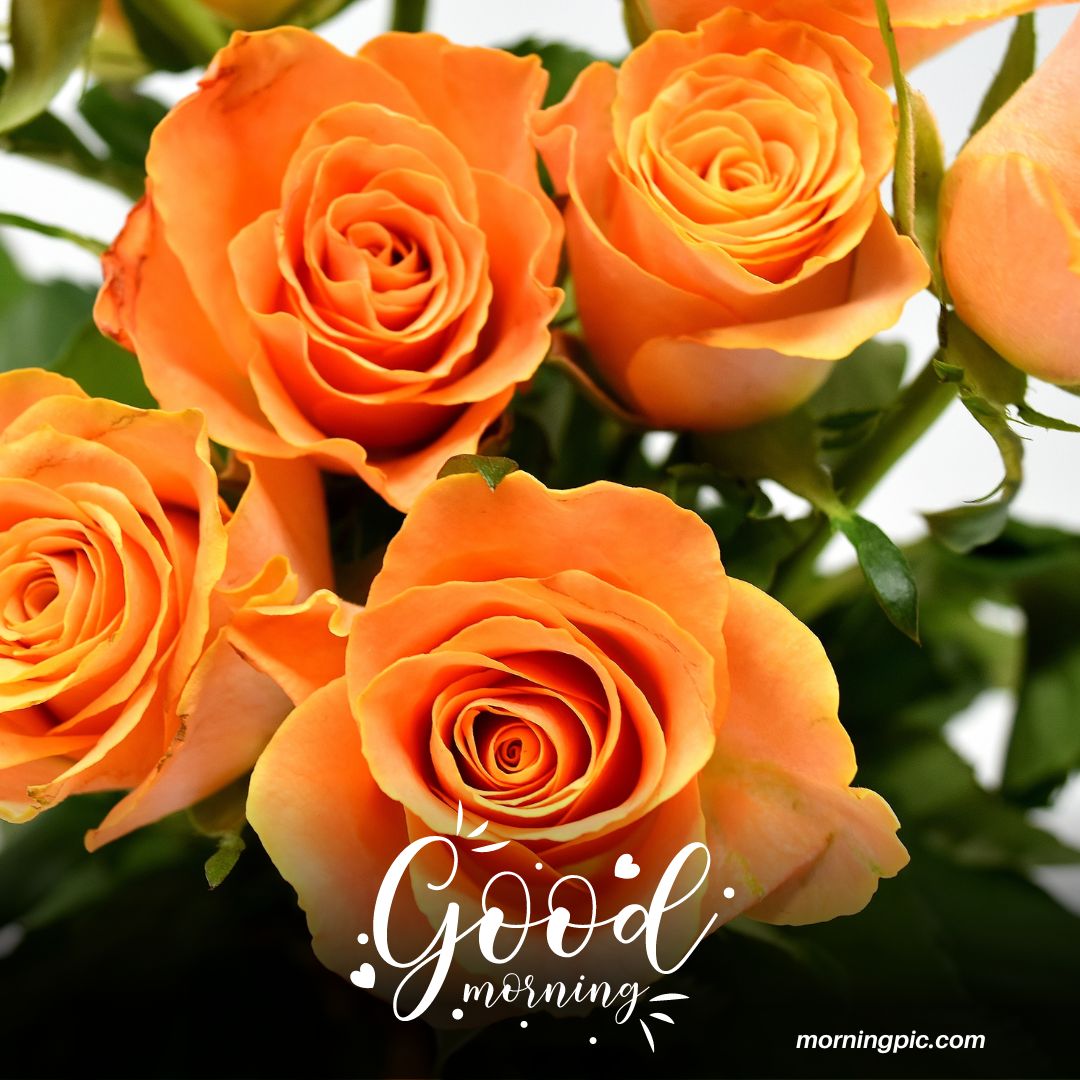 220+ Good Morning Images With Rose Flowers To Spread Happiness