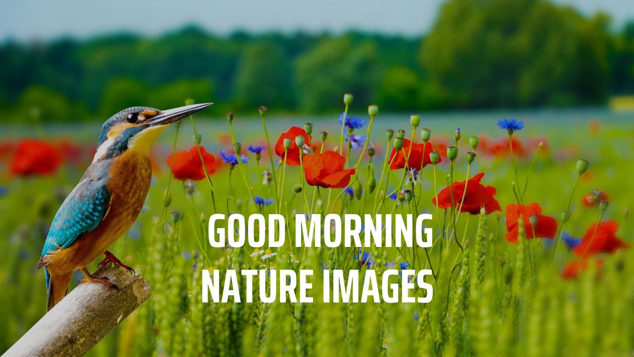 200+ Beautiful Good Morning Nature Images | Morning With Nature - Morning  Pic