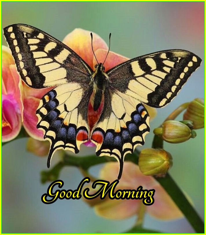 good morning nature images hd