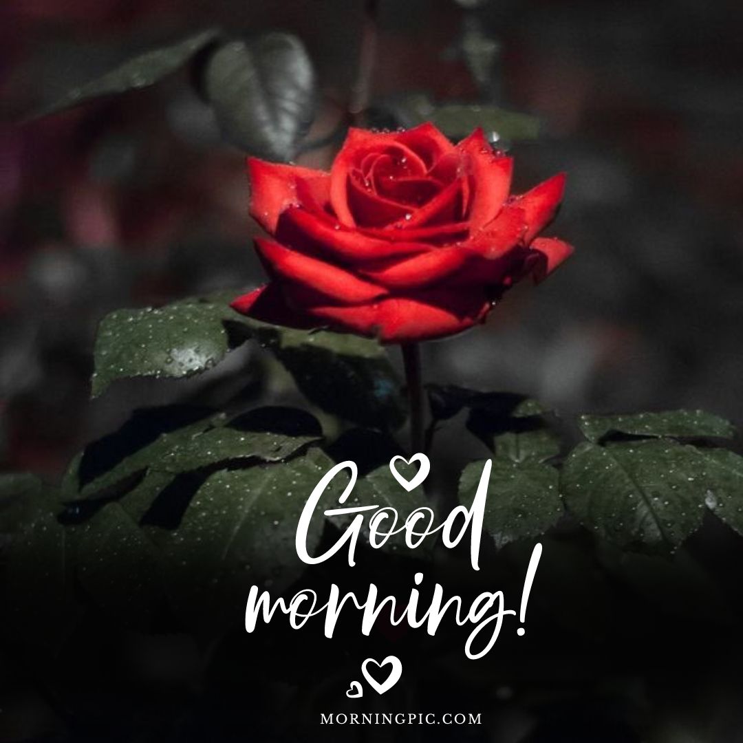 good morning red rose images