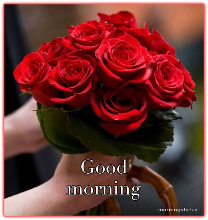 good morning red rose images