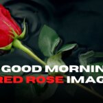 good morning red rose images 47