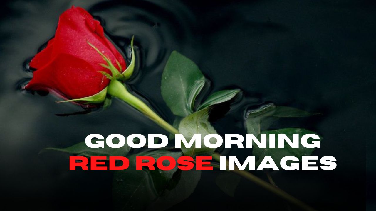 110+ Good Morning Red Rose Images For Your Special Someone