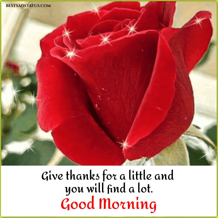 Good morning red rose images