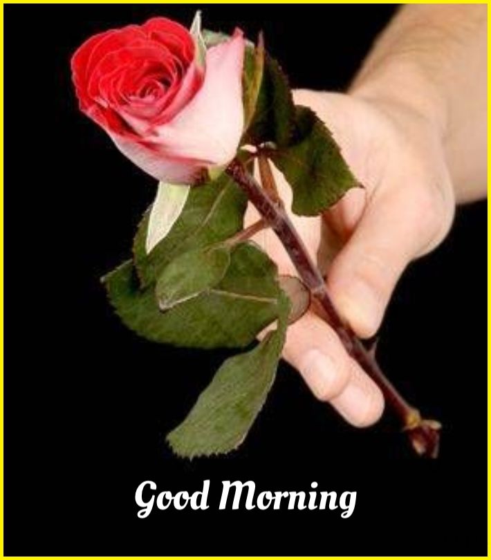 good morning rose images hd