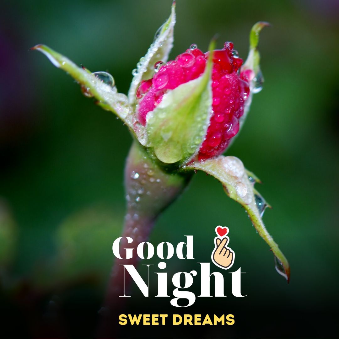 Beautiful Sweet Dreams Good Night Images