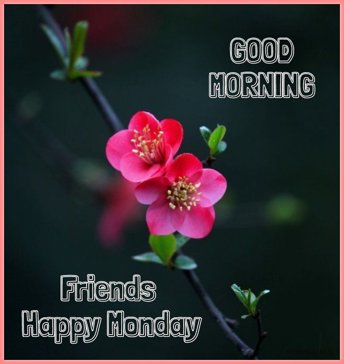 Good Morning Friends Happy Monday