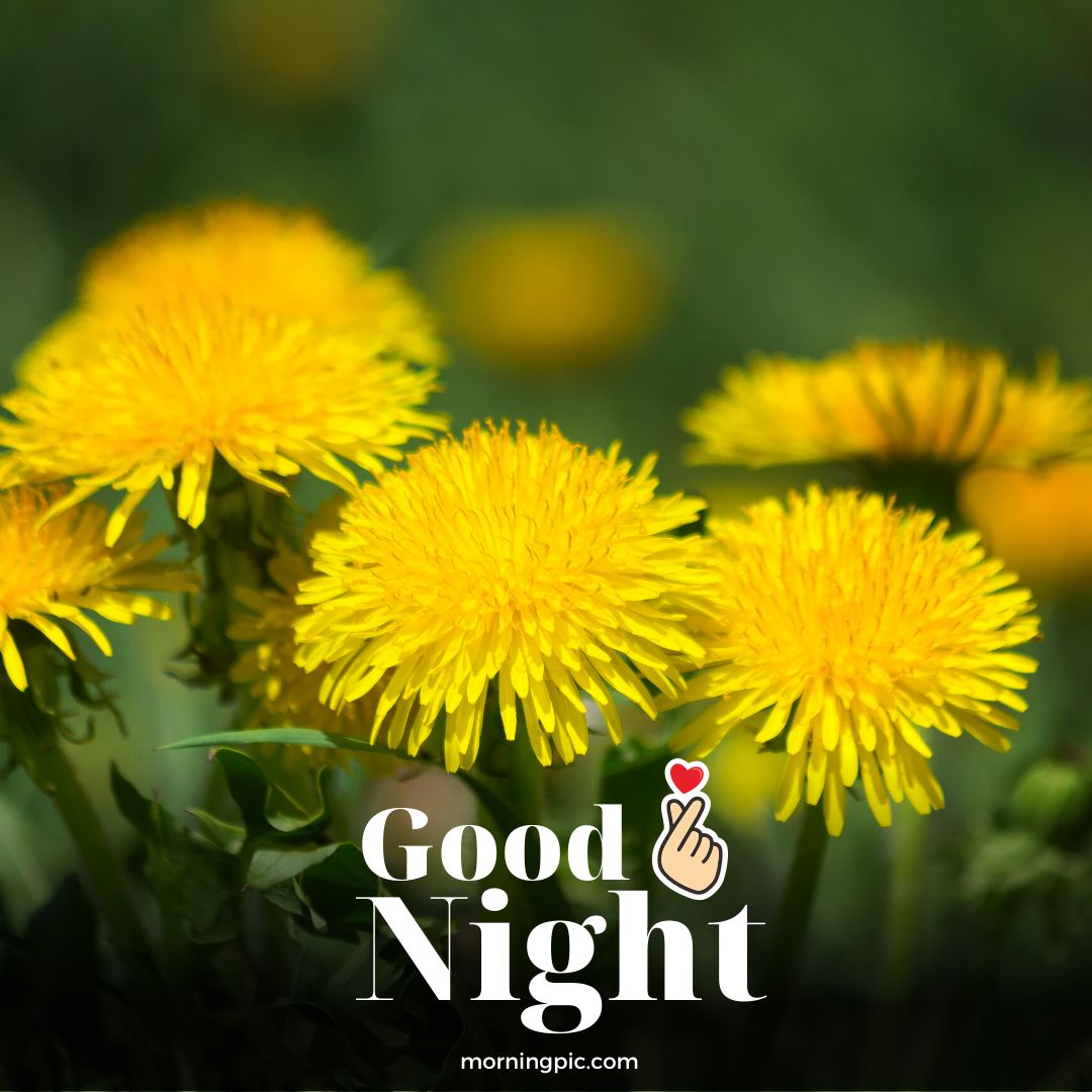 Good Night Flowers Images