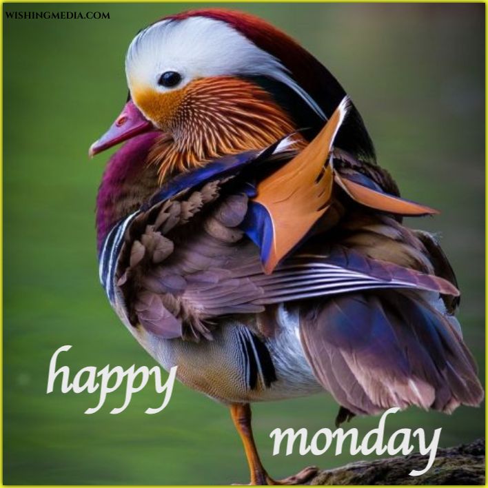 Monday Good Morning Images