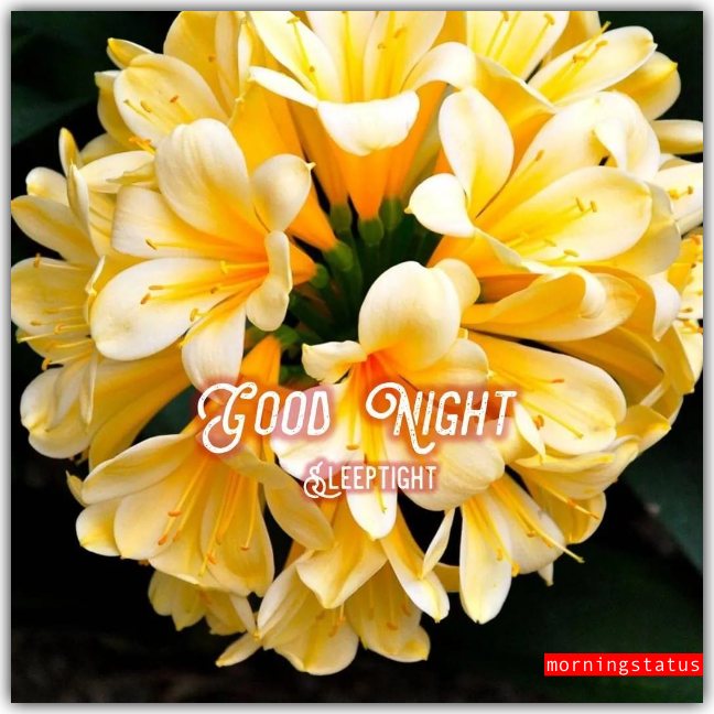good night flowers download