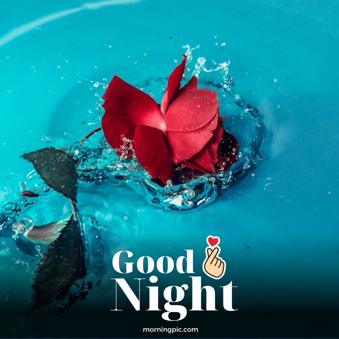good night red rose