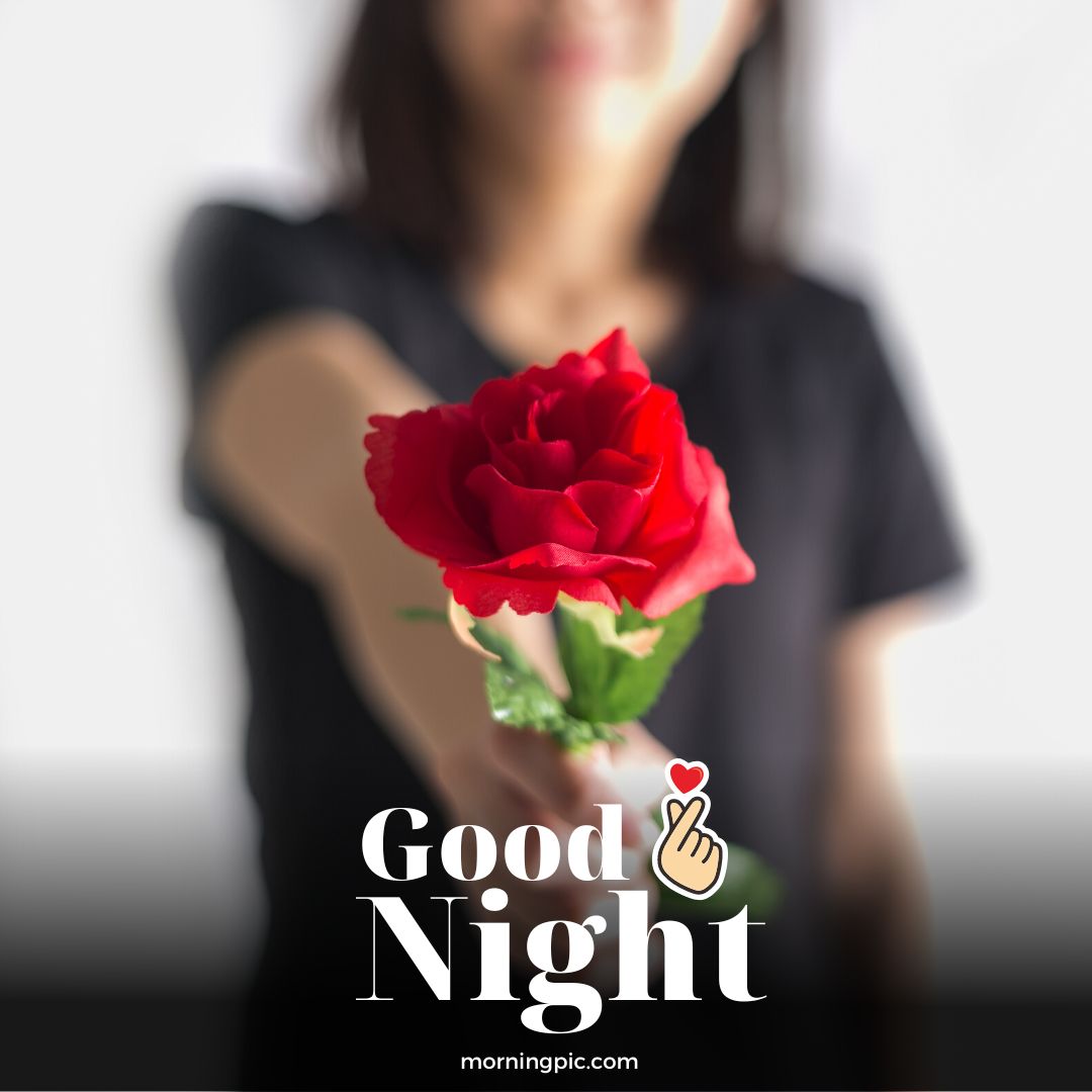 good night red rose
