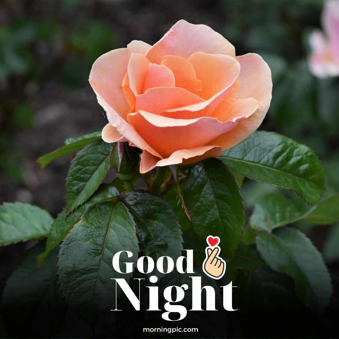 good night rose flower