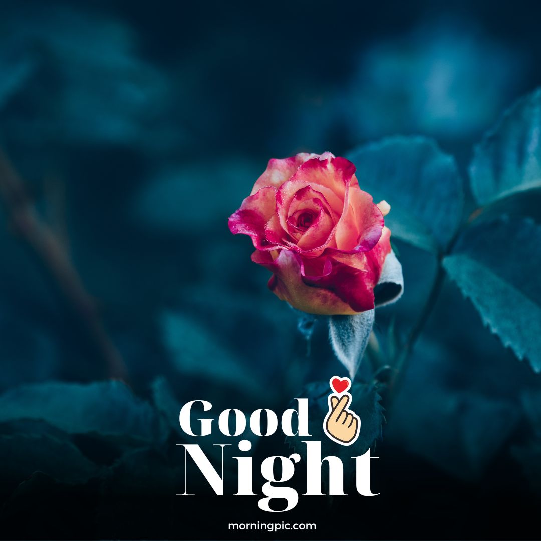 lovely good night flowers