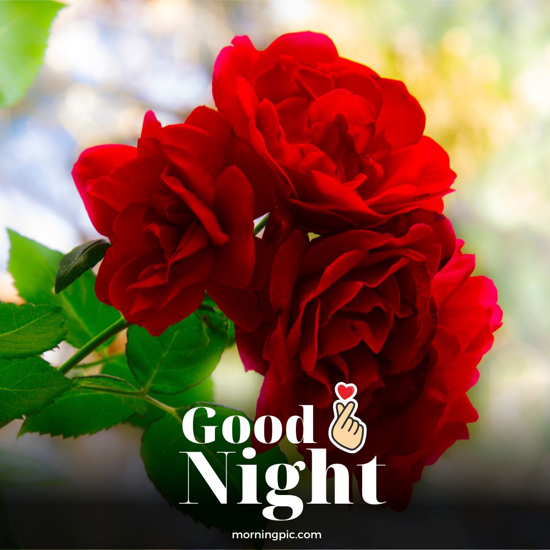 lovely good night flowers