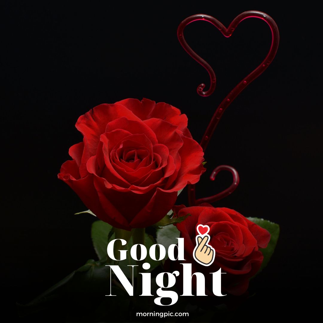 romantic good night flower