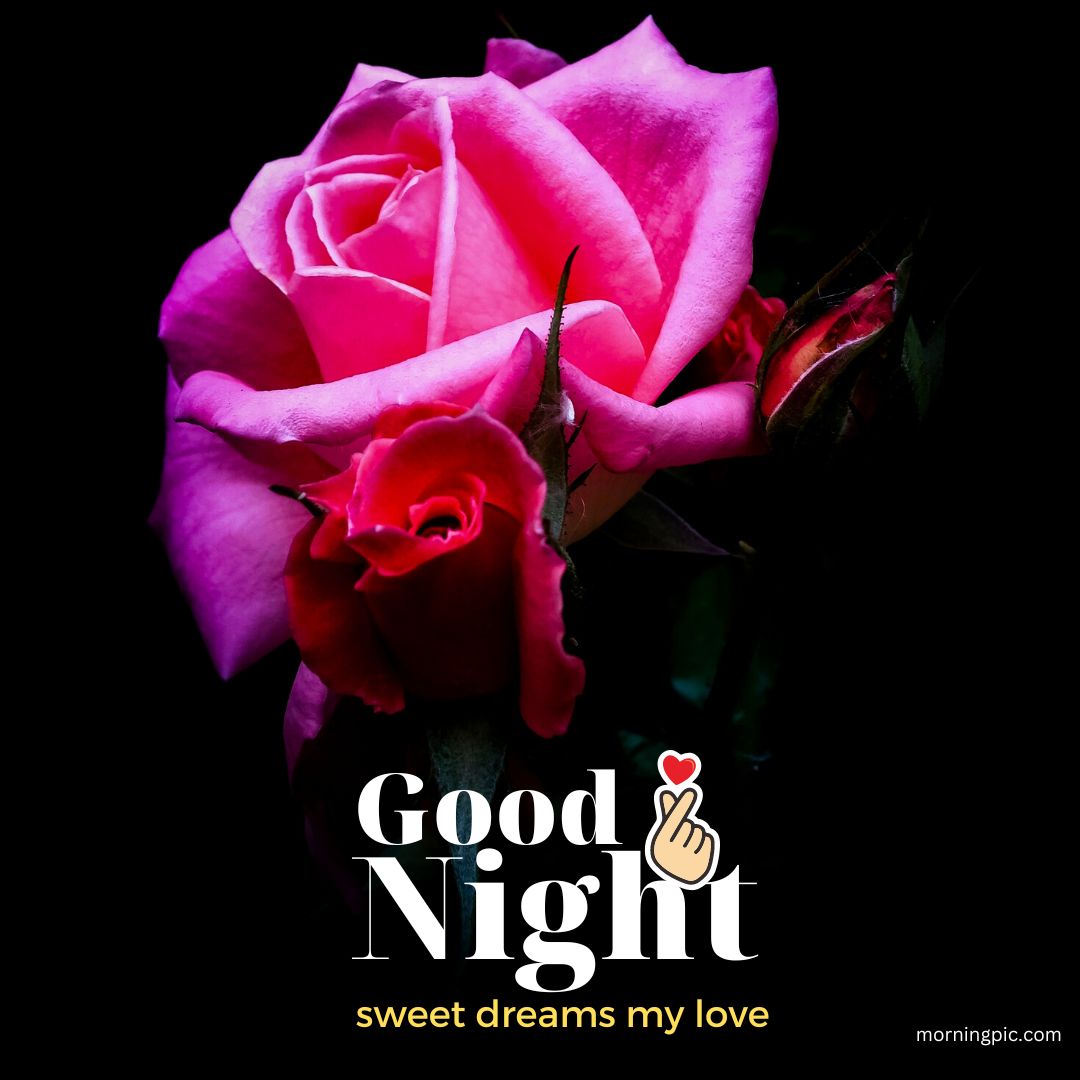 sweet dreams good night rose