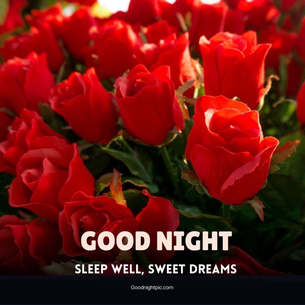 150+ Beautiful Good Night Roses Images | Good Night Roses 🌹 - Morning Pic